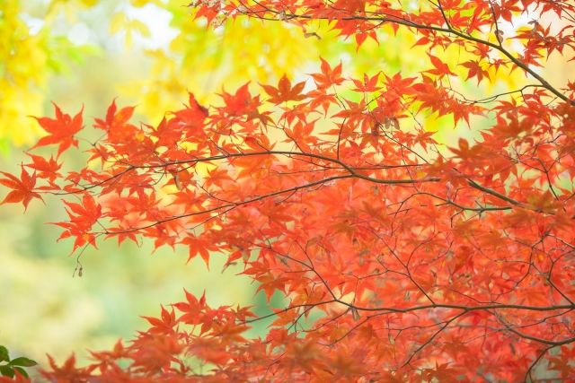 11月