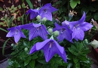 7月