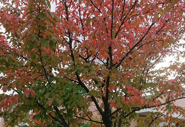 11月