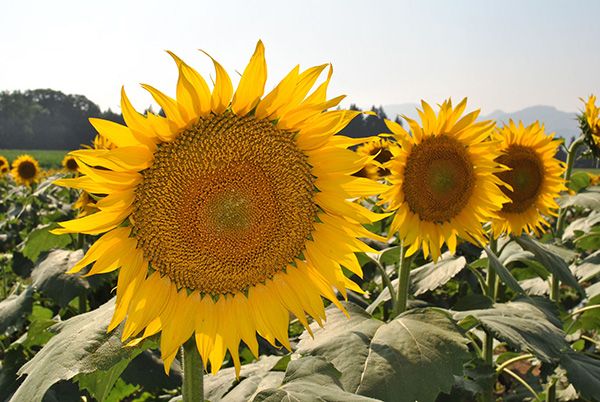 7月