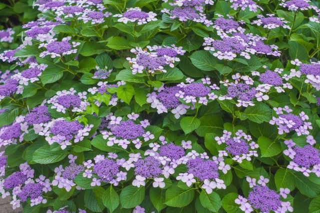 6月