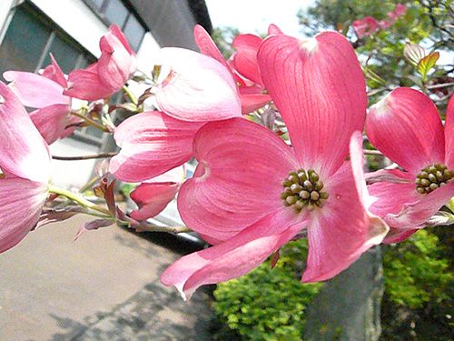 5月