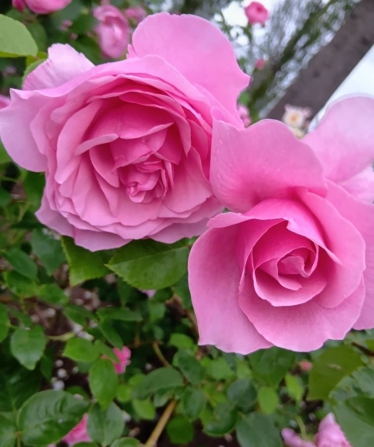 6月