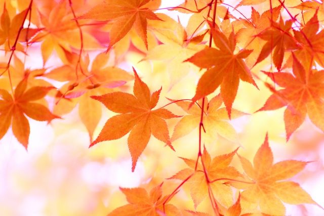 11月