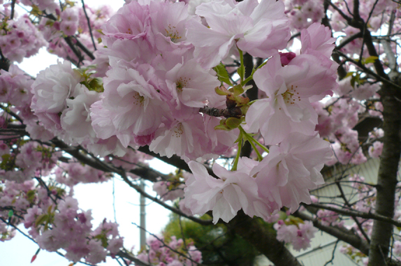 満開の桜